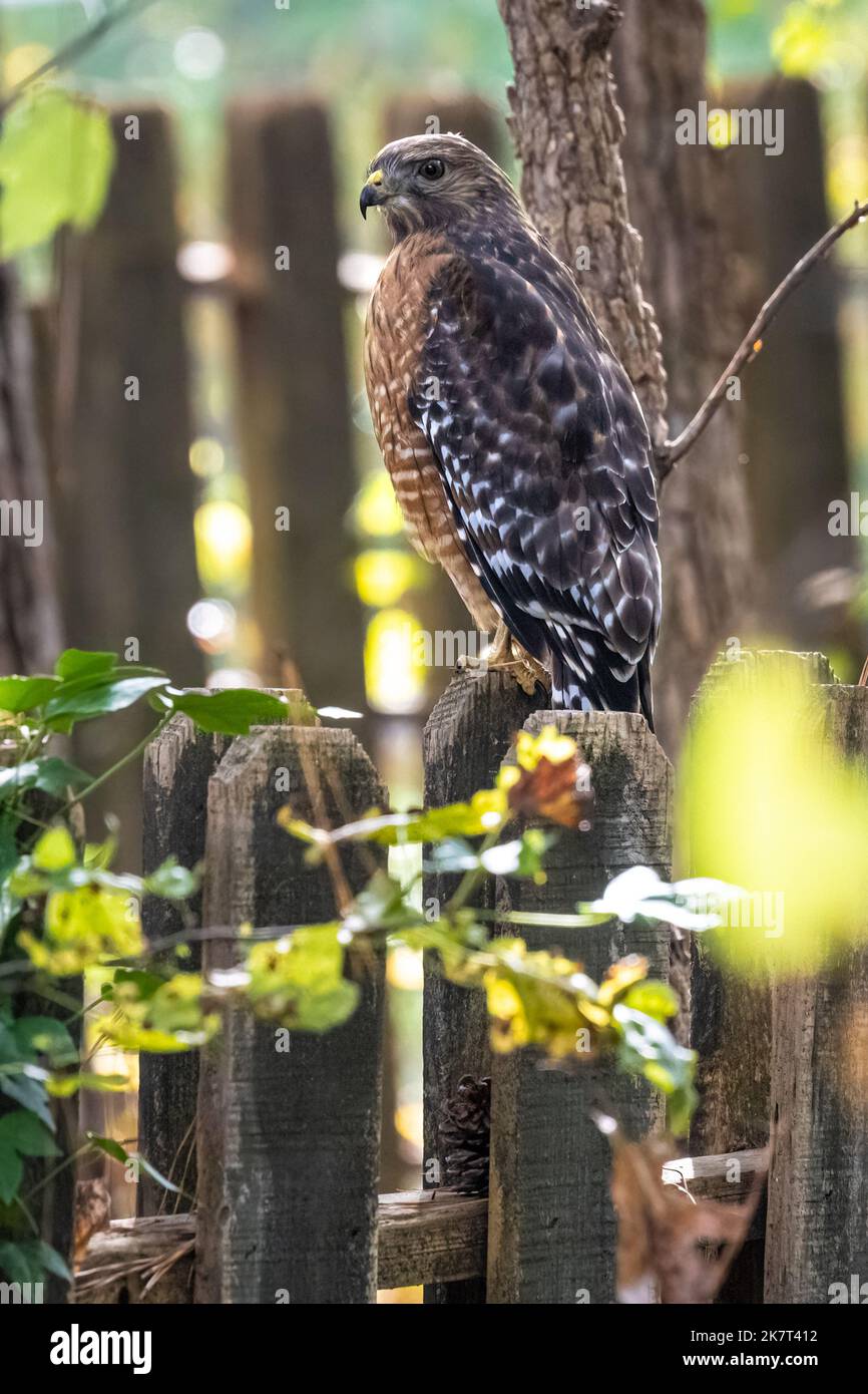 Falco dalle spalle rosse (Buteo lineatus) arroccato su una recinzione nel cortile della Metro Atlanta, Georgia. (USA) Foto Stock