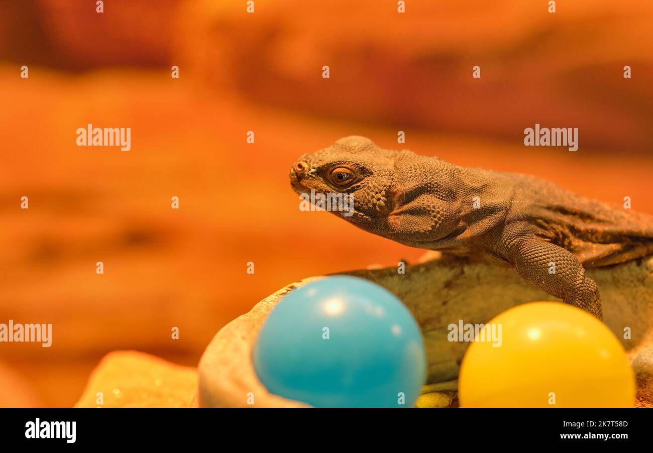 La lucertola di Chuckwalla si sta riscaldando sotto le lampade di calore nel terrarium Foto Stock