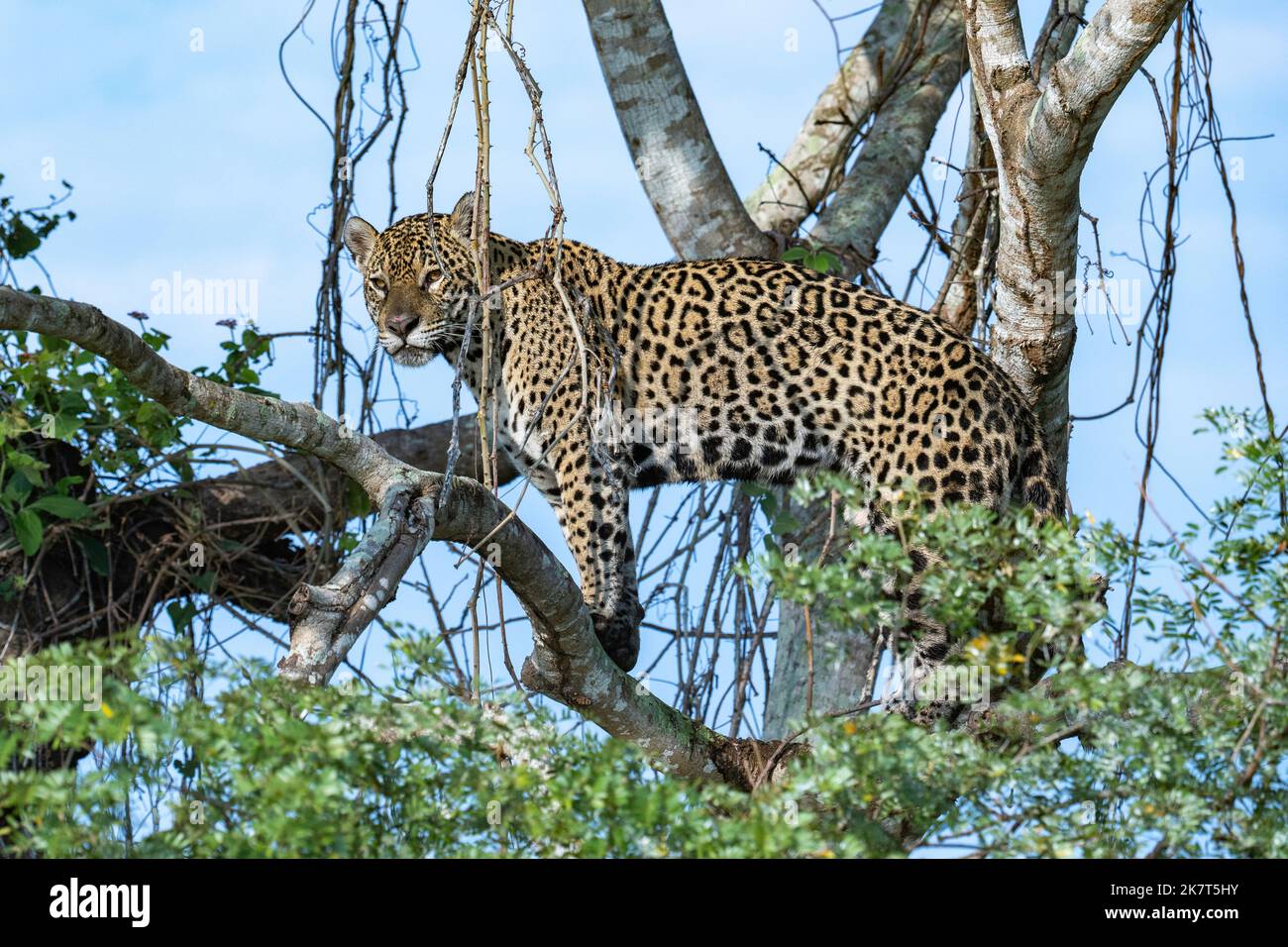 jaguar alto in un albero che domina il fiume sottostante Foto Stock