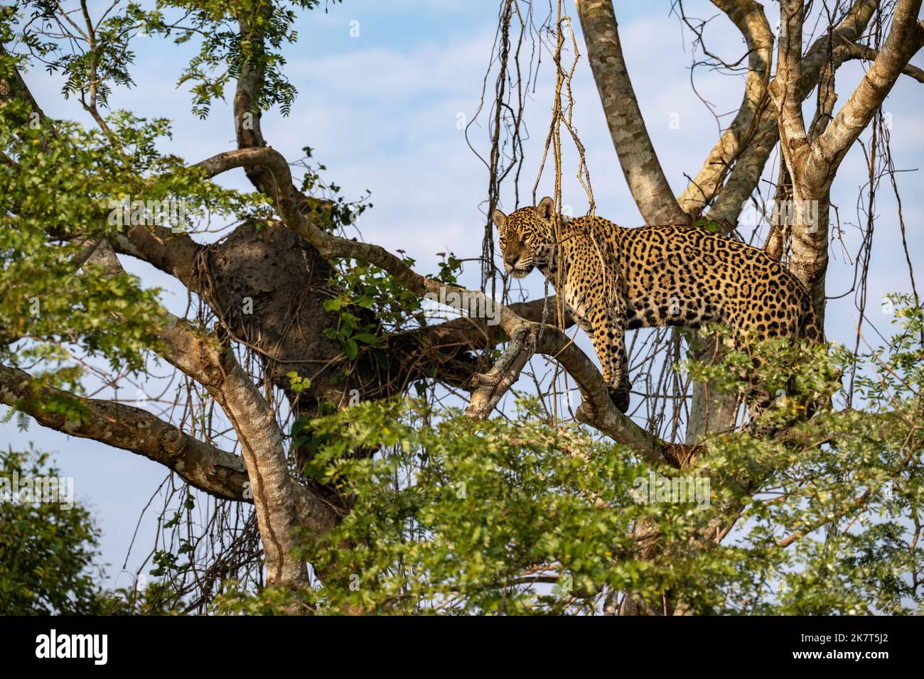 jaguar alto in un albero che domina il fiume sottostante Foto Stock