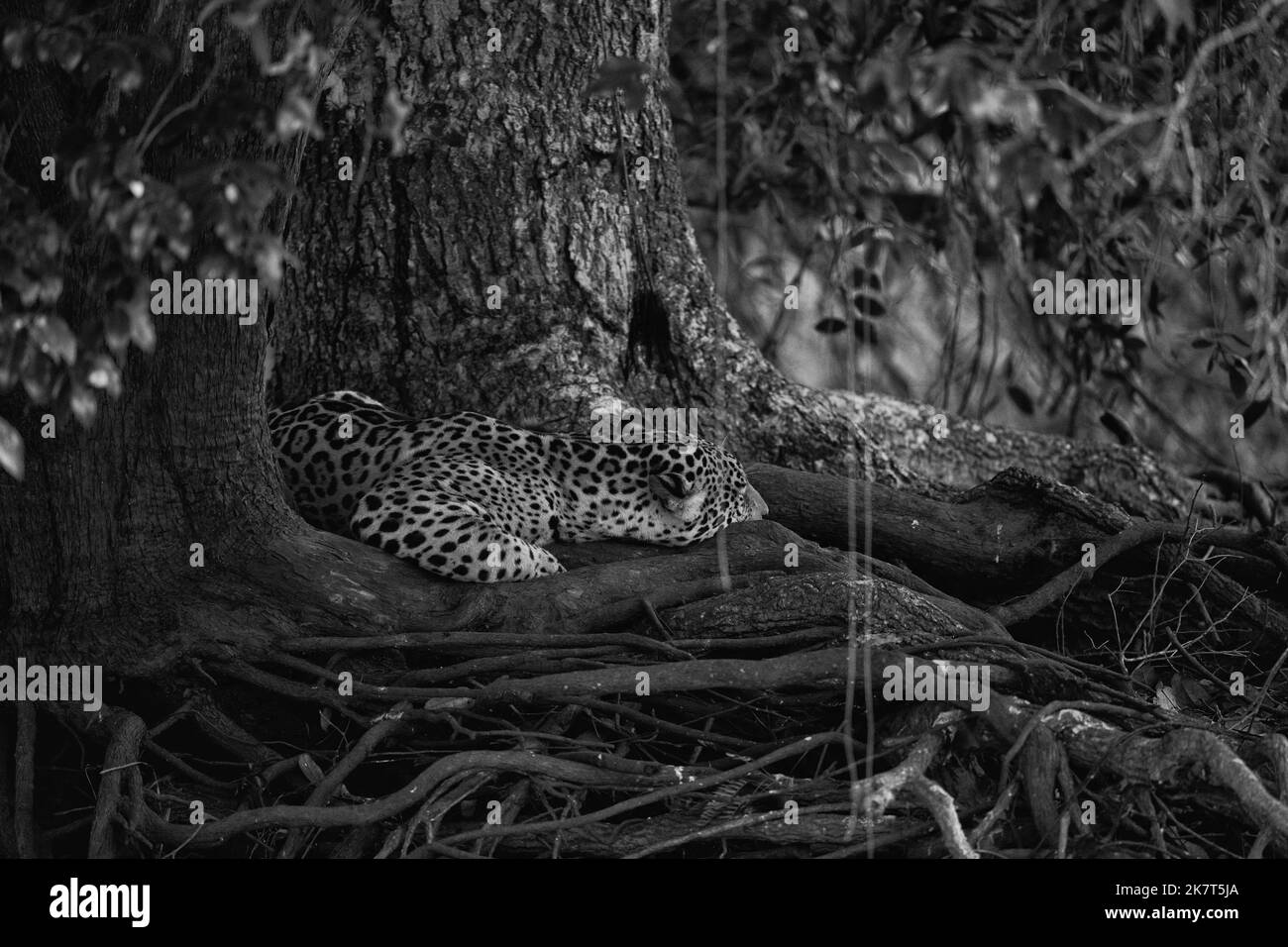 immagine in bianco e nero di una jaguar sdraiata sotto grandi alberi sotto una zona di luce solare Foto Stock