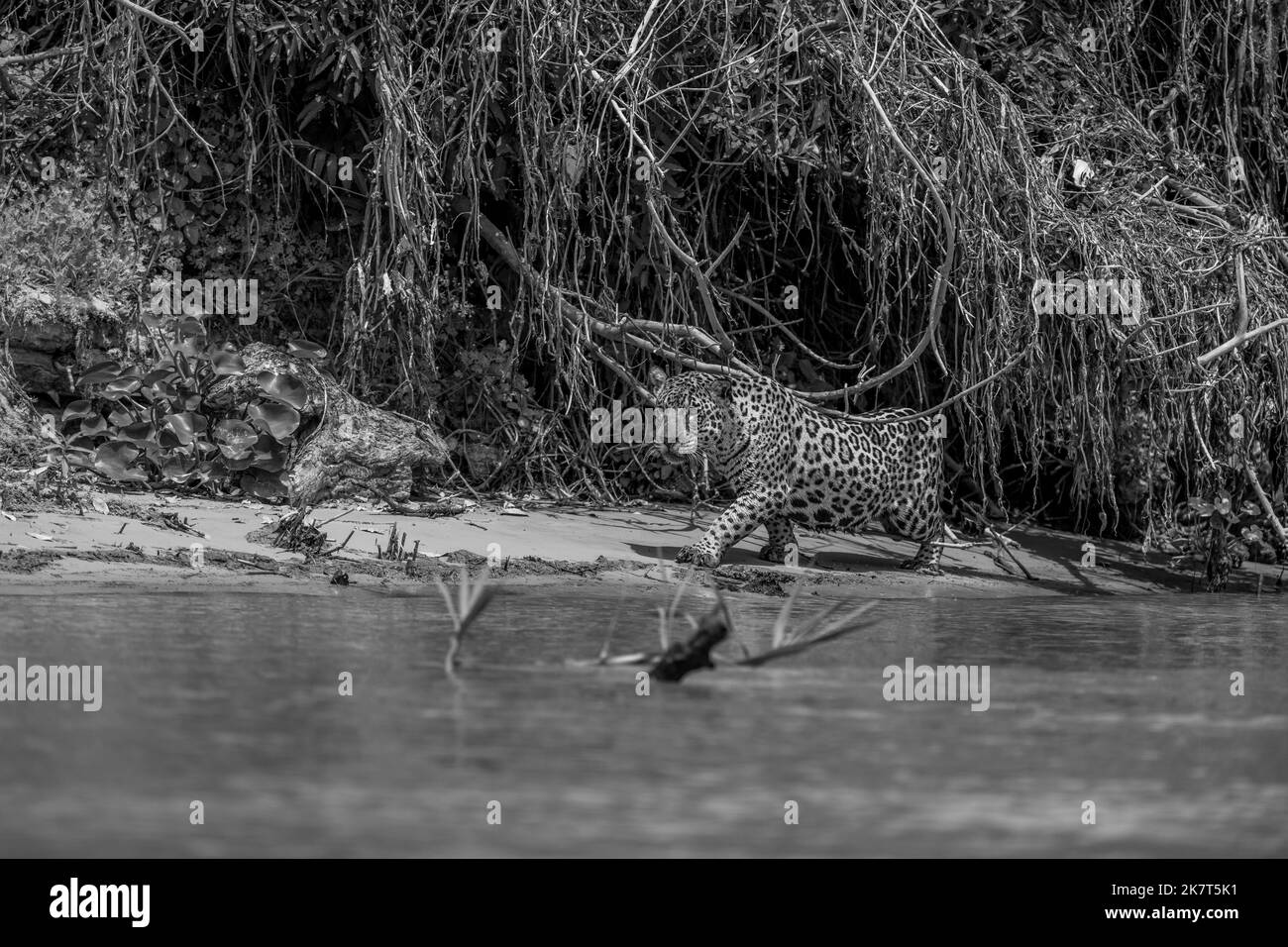 Jaguar camminando lungo una riva del fiume nel Pantanal Foto Stock
