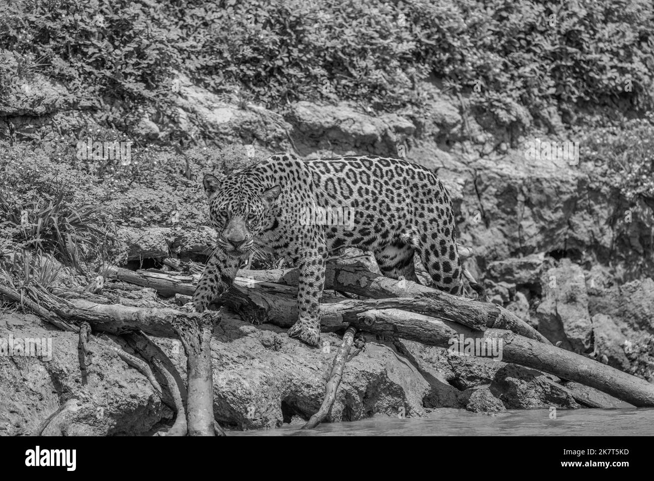 Jaguar supera i tronchi caduti sulla riva del fiume nel Pantanal Foto Stock