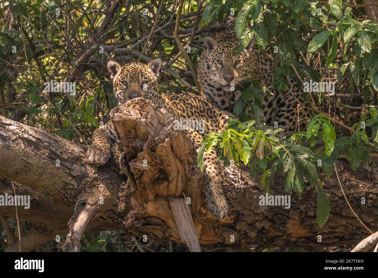 Due giaguari giacenti su un tronco d'albero caduto nel Pantanal Foto Stock
