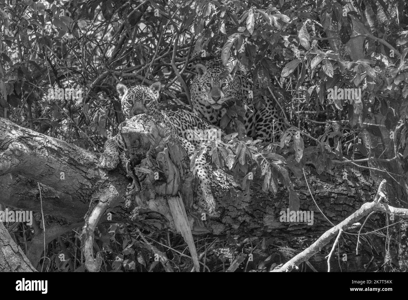 Due giaguari giacenti su un tronco d'albero caduto nel Pantanal Foto Stock