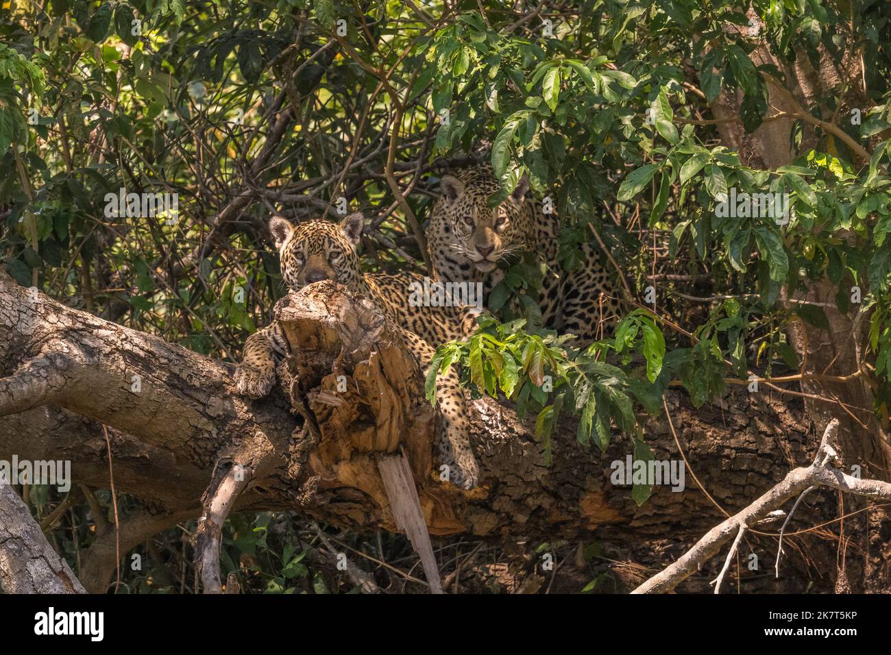 Due giaguari giacenti su un tronco d'albero caduto nel Pantanal Foto Stock