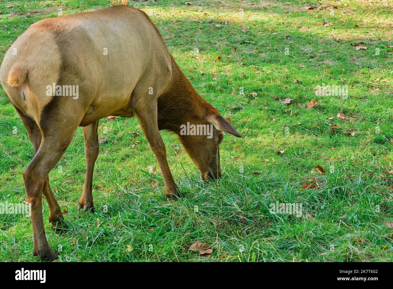 La femmina di alce bruna sta pascolando nel campo Foto Stock