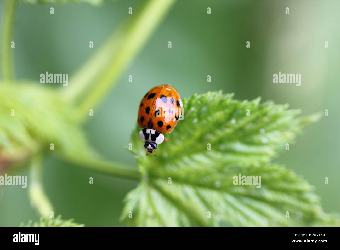 Il ladybird asiatico (Harmonia axyridis) è un coleottero della famiglia dei ladybugs Foto Stock