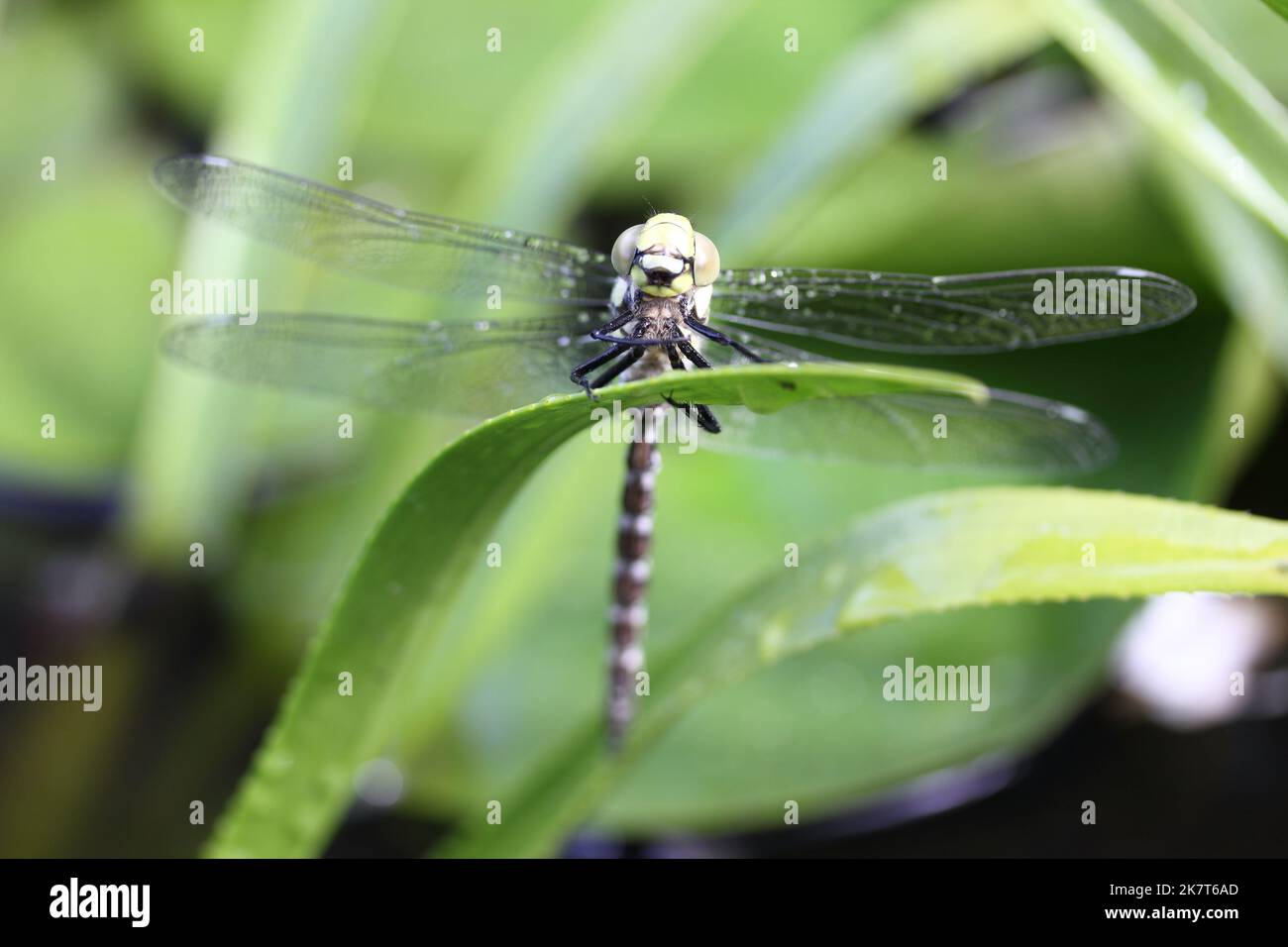 Le libellule (Odonata) fanno un ordine all'interno della classe di insetti (Insecta) Foto Stock