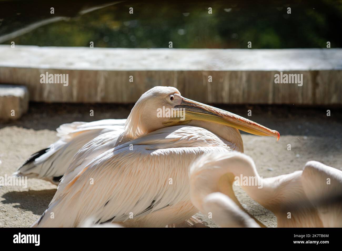Dettagli con pellicani in uno zoo dell'Europa orientale. Foto Stock