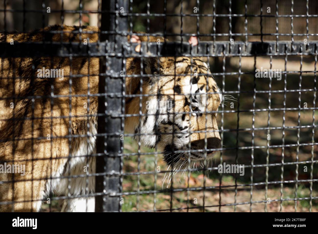Tigre siberiana in gabbia in uno zoo dell'Europa orientale. Fauna selvatica in gabbia. Abuso di animali. Foto Stock
