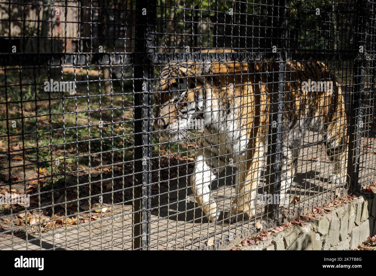 Tigre siberiana in gabbia in uno zoo dell'Europa orientale. Fauna selvatica in gabbia. Abuso di animali. Foto Stock