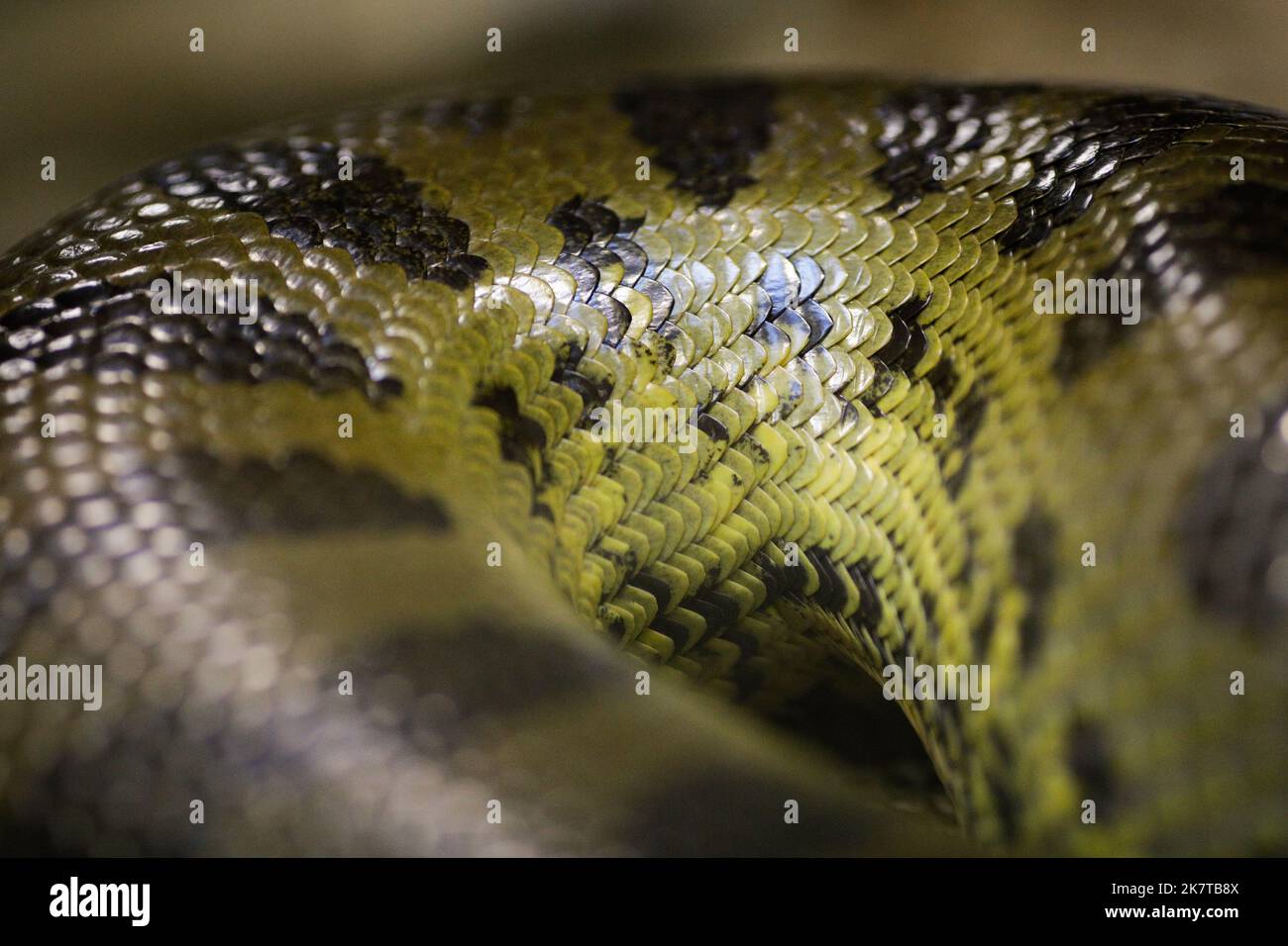 Profondità di campo ridotta (messa a fuoco selettiva) dettagli con le scale di un serpente costrittore boa. Foto Stock