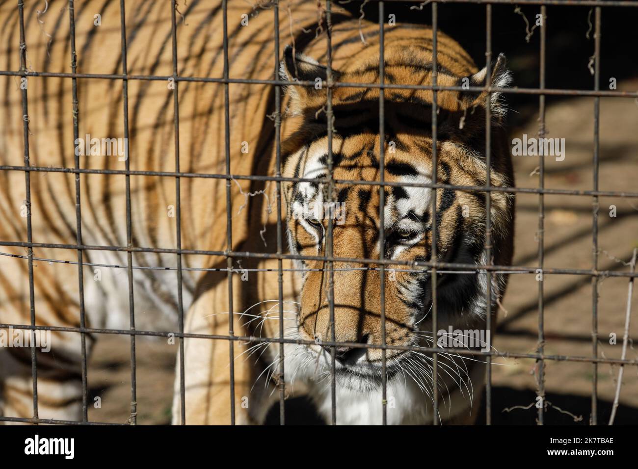 Tigre indiana in gabbia in uno zoo dell'Europa orientale. Fauna selvatica in gabbia. Abuso di animali. Foto Stock