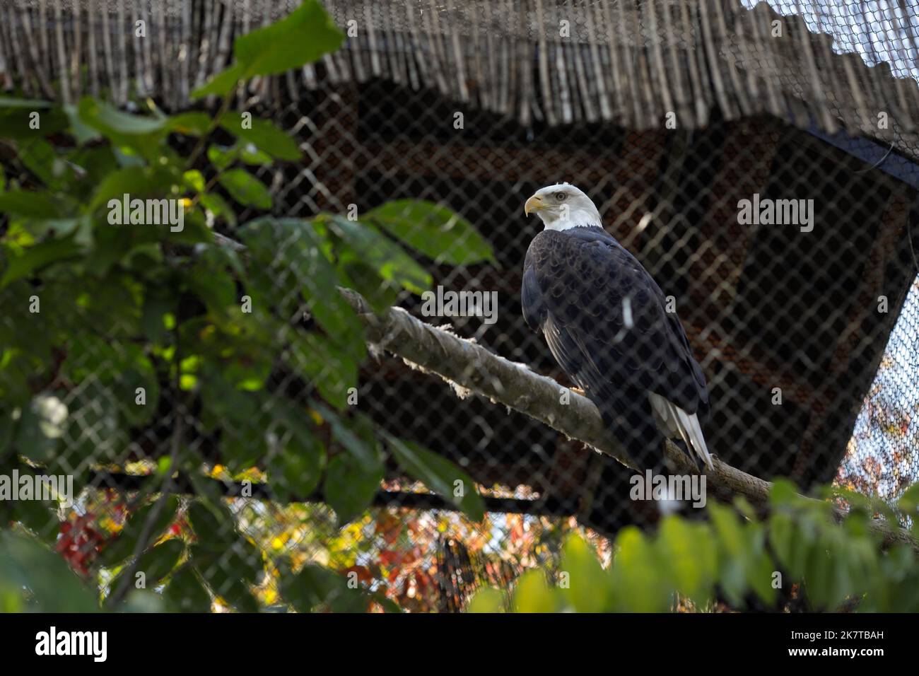 Aquila calva (aquila americana) in uno zoo dell'Europa orientale. Fauna selvatica in gabbia. Abuso di animali. Foto Stock