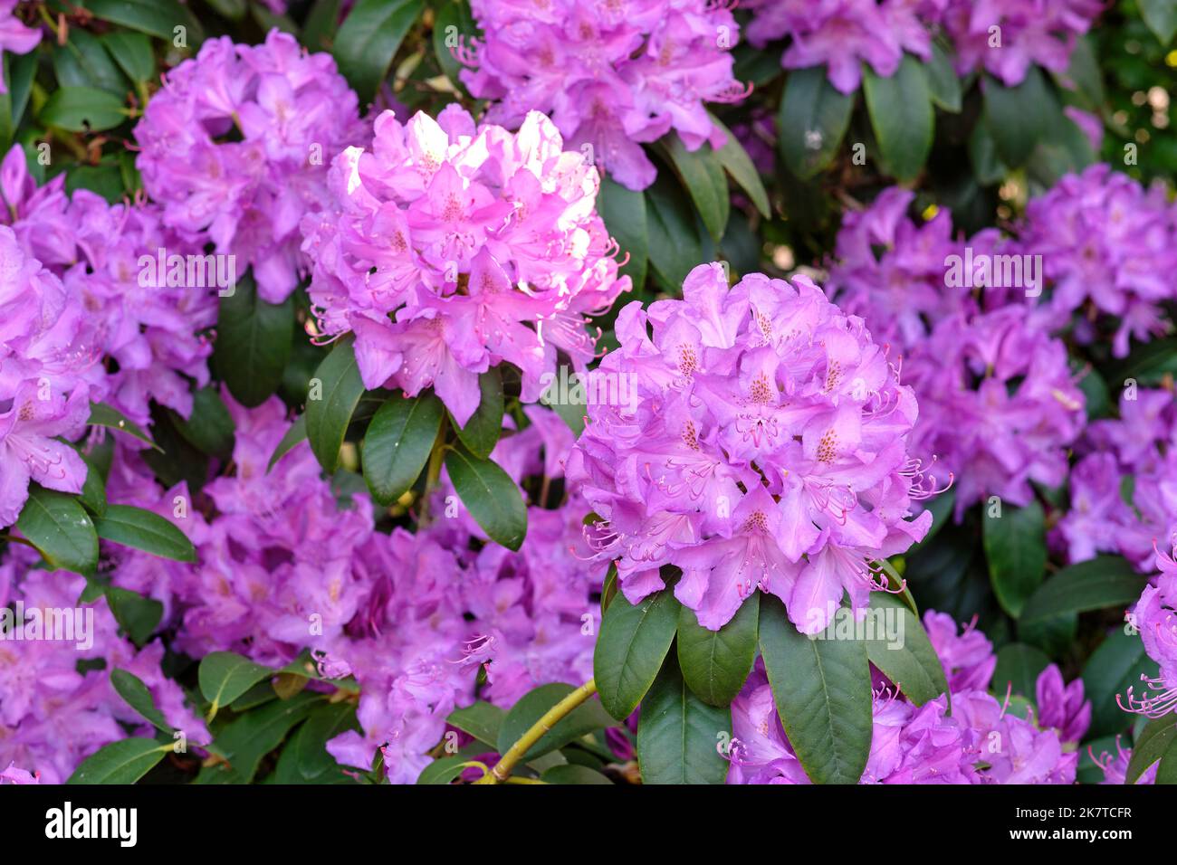 Rhododendron nel mio giardino. Una serie di foto di rododendro in giardino. Foto Stock