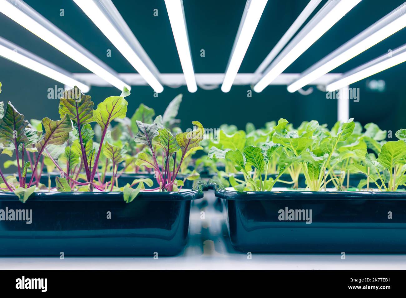 Produzione di alimenti per interni agricoltura ecologica con tecnologia di illuminazione a LED in crescita nell'edificio Foto Stock