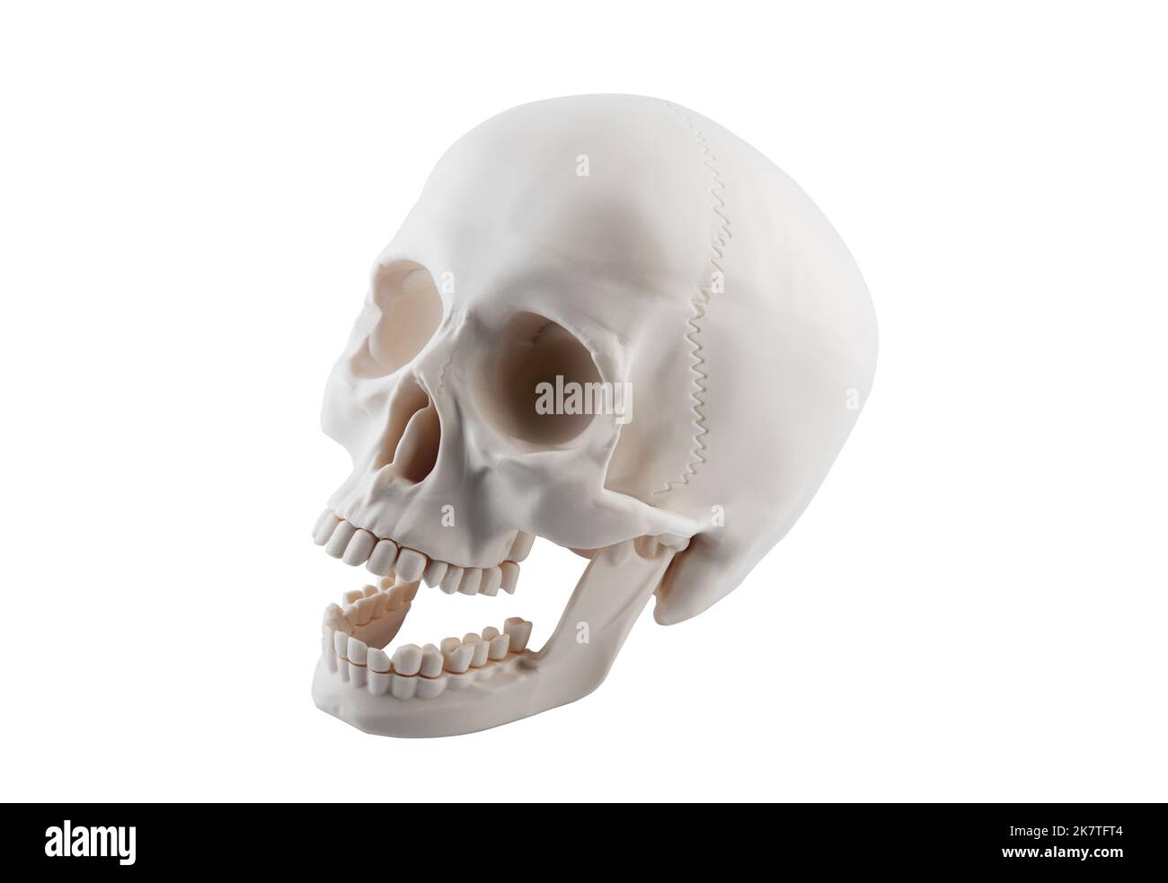 Cranio umano con ganascia aperta isolata su sfondo bianco con tracciato di ritaglio Foto Stock