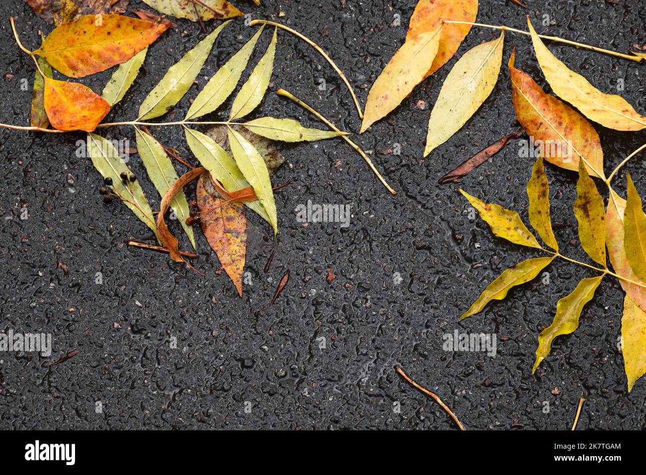 Foglie di cenere caduto giacciono sul terreno asfaltato urbano. Naturale sfondo autunnale, vista dall'alto Foto Stock