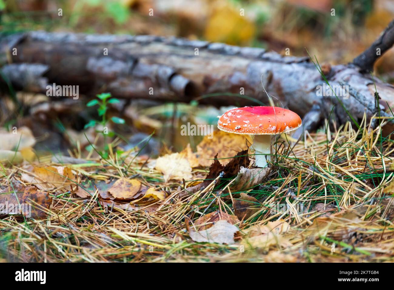 Fly fungo agarico cresce nella foresta. Amanita muscaria Foto Stock