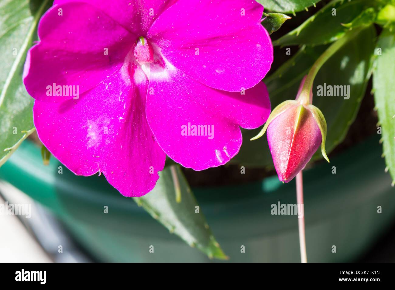 Nuovo fiore di cavia impatiens con colore fucsia vivo, fiore casa giardino Foto Stock