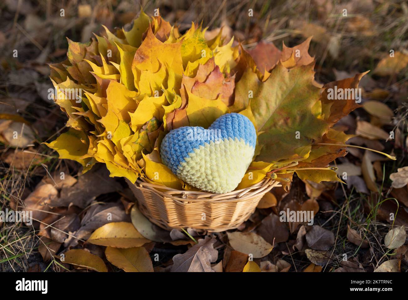 Lotto di foglie giallo-arancio raccolte in bouquet con cuore a maglia ucraino giallo-blu in cesto di vimini, si erge su foglie casualmente giacenti sul terreno, Foto Stock