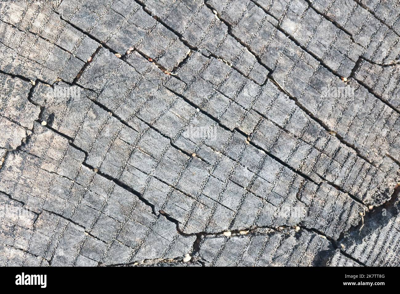 Sezione trasversale di frassino albero grigio olmo quercia porosa moncone bruciato grigio e intemperiato con piccoli pori in anelli annuali con rettangolare quadrato, fessure mosaico Foto Stock