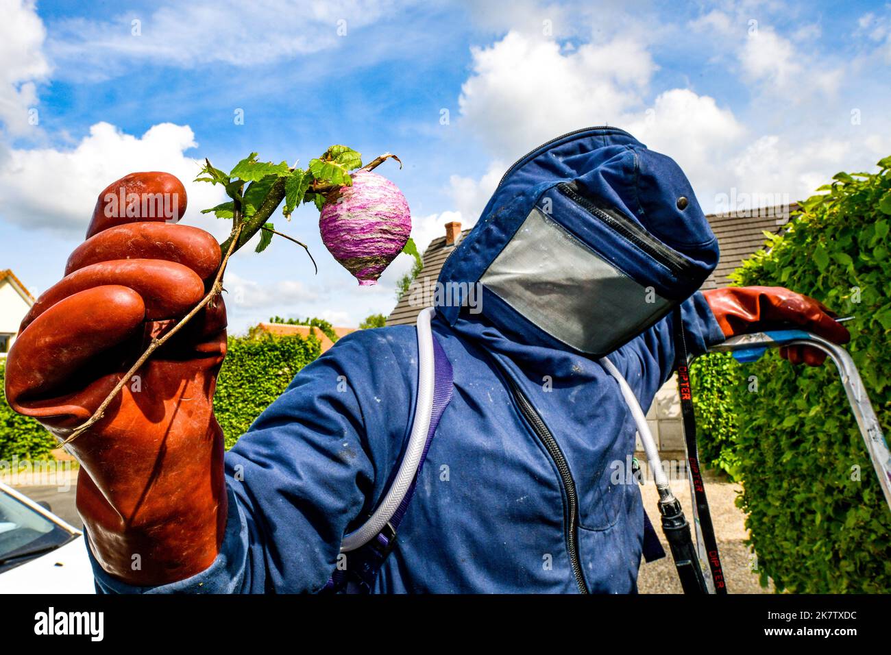 Rimozione del nido WASP a casa di un individuo Foto Stock