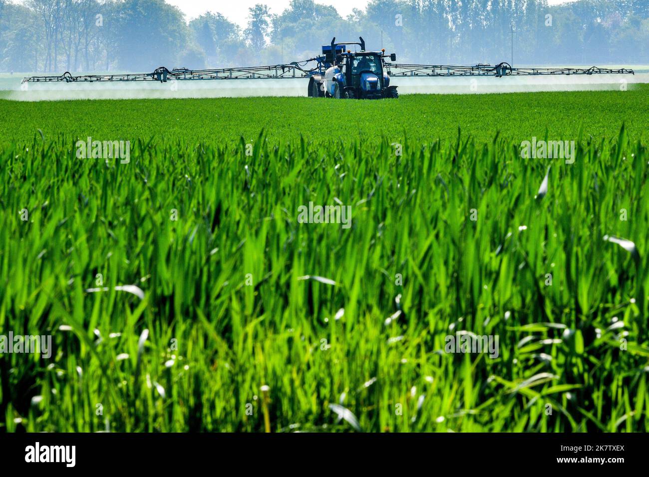 Pesticidi spruzzati su un campo di cereali nel dipartimento della Senna Marittima (Francia settentrionale). Foto Stock