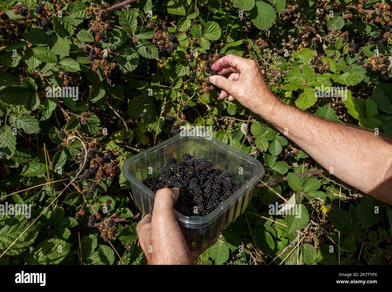 Primo piano di uomo persona raccolta di BlackBerry selvaggio more bramboli che crescono in una campagna hedgerow in autunno Inghilterra Regno Unito Gran Bretagna Foto Stock