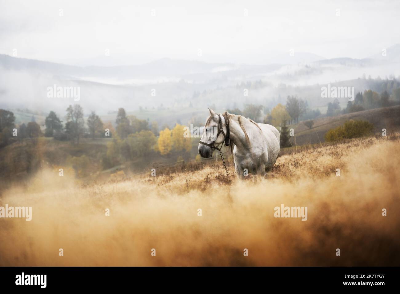 Cavallo bianco in pascoli nebbosi nella valle delle montagne autunnali. Carpazi ucraini in autunno timer. Fotografia di paesaggi Foto Stock