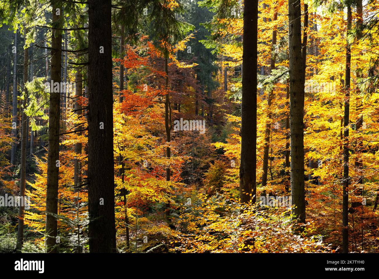 Maestosa foresta con folliage giallo e arancione in autunno. Pittoresca scena autunnale in Carpazi montagne, Ucraina. Fotografia di paesaggi Foto Stock