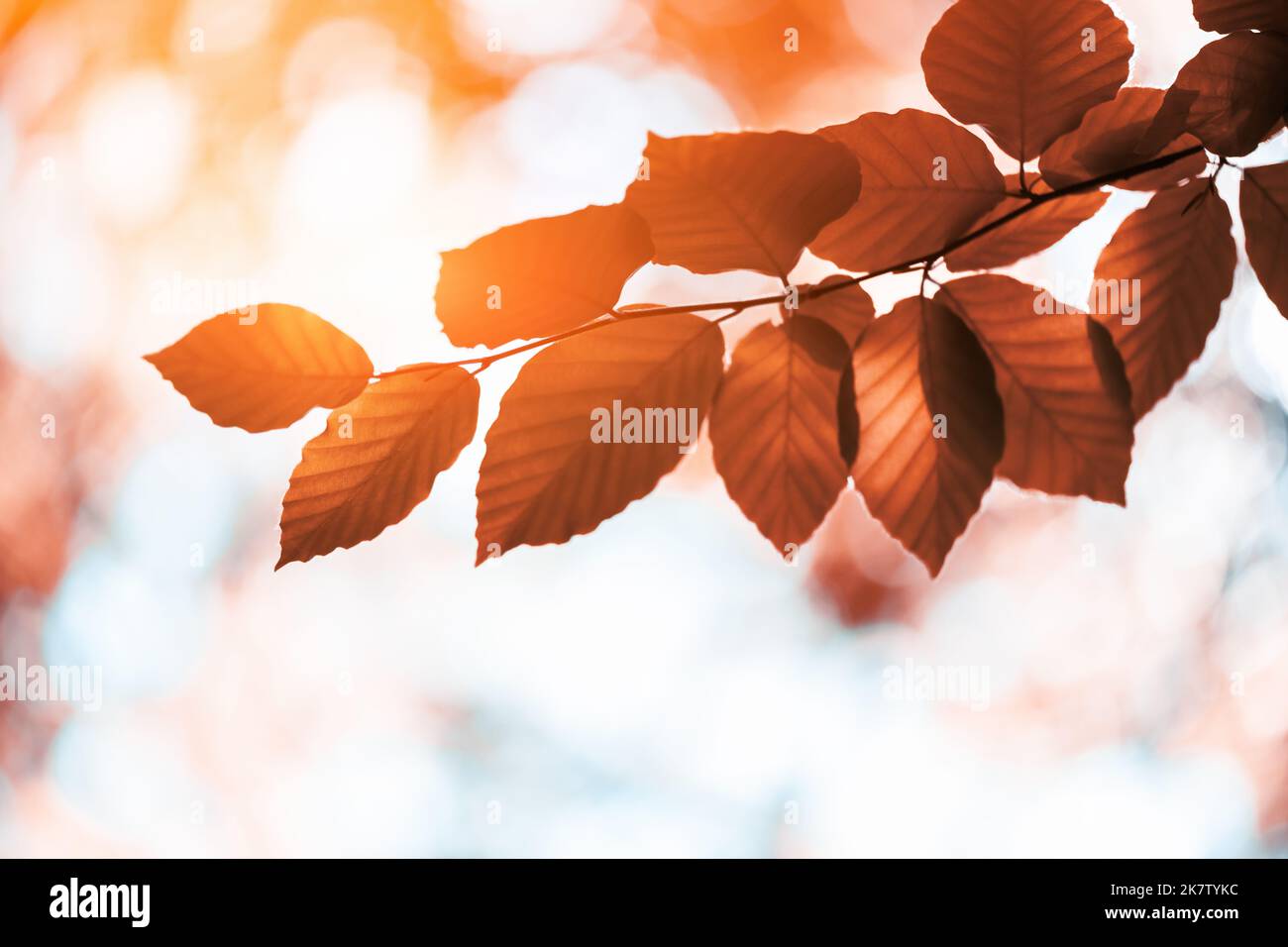 Closeup vista della natura di foglia di faggio verde su ramoscelli primavera su sfondo sfocato nella foresta. CopySpace fa uso come piante verdi naturali e sfondo ecologico Foto Stock