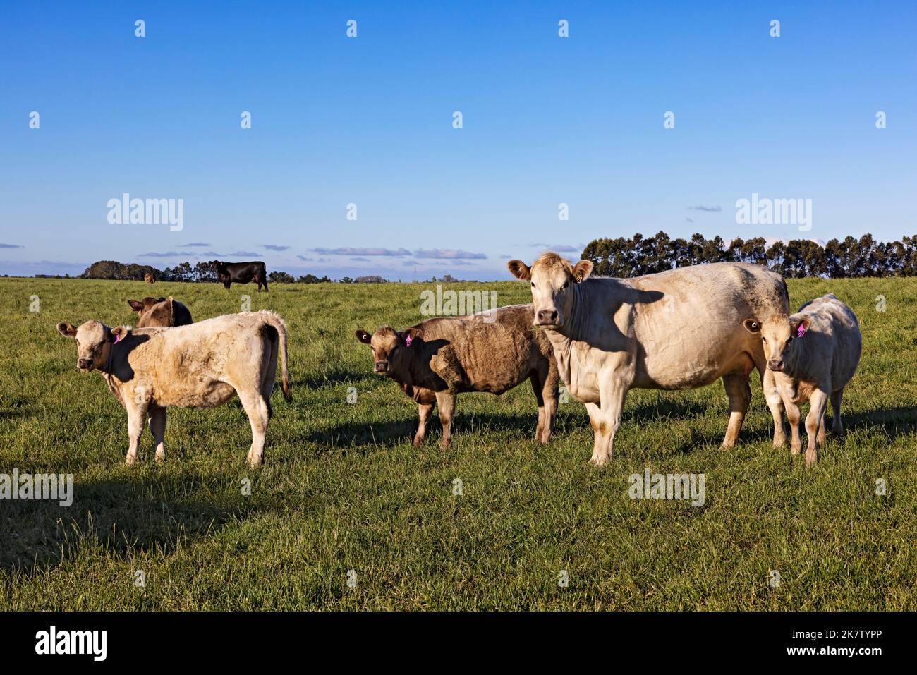 Mese della settimana in Australia. / Bestiame al pascolo su pascoli lussureggianti.Learmonth è nella Shire di Ballarat. Foto Stock