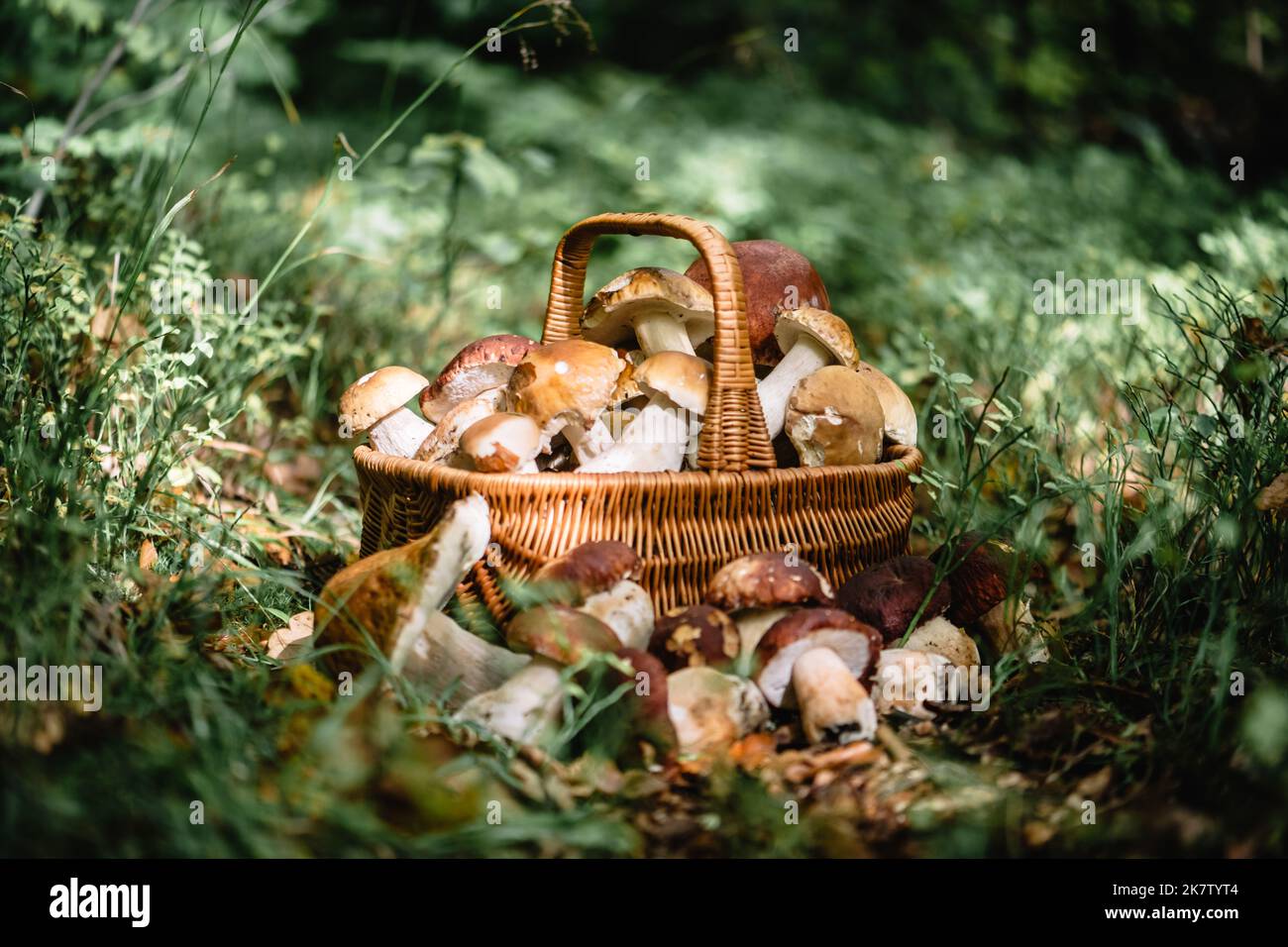 Cestino con funghi bianchi commestibili. Boletus edulis. Raccogliere porcini in foresta Foto Stock