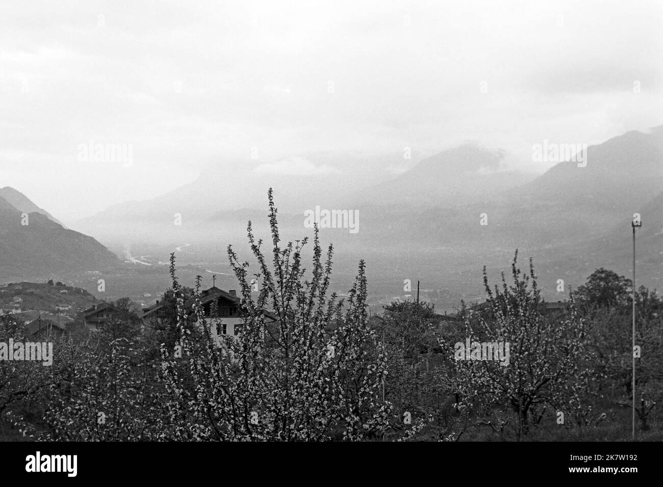 Dorf Tirol mit Apfelbäumen, Frühling 1967. Tirolo con meli, primavera 1967. Foto Stock