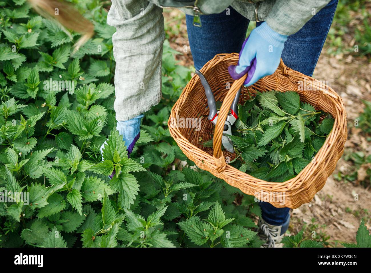 Donna che raccoglie le erbe di ortica nel cestino alla stagione primaverile nella natura. Raccolto di erbe per medicina alternativa Foto Stock