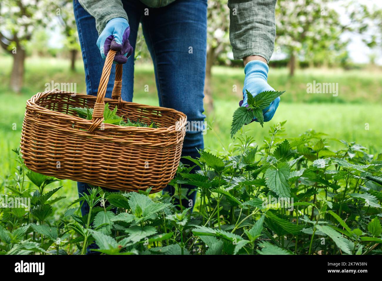 Donna che raccoglie le foglie di ortica nel cestino di vimini in giardino biologico. Raccolta di erbe per disintossicare in primavera Foto Stock