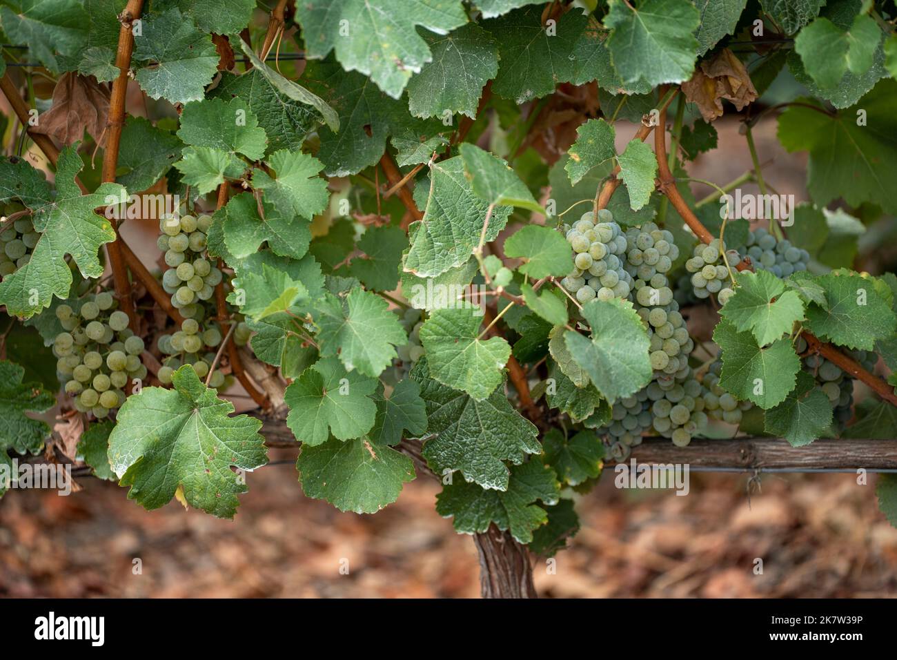 Grappoli di uva bianca in un vigneto Foto Stock