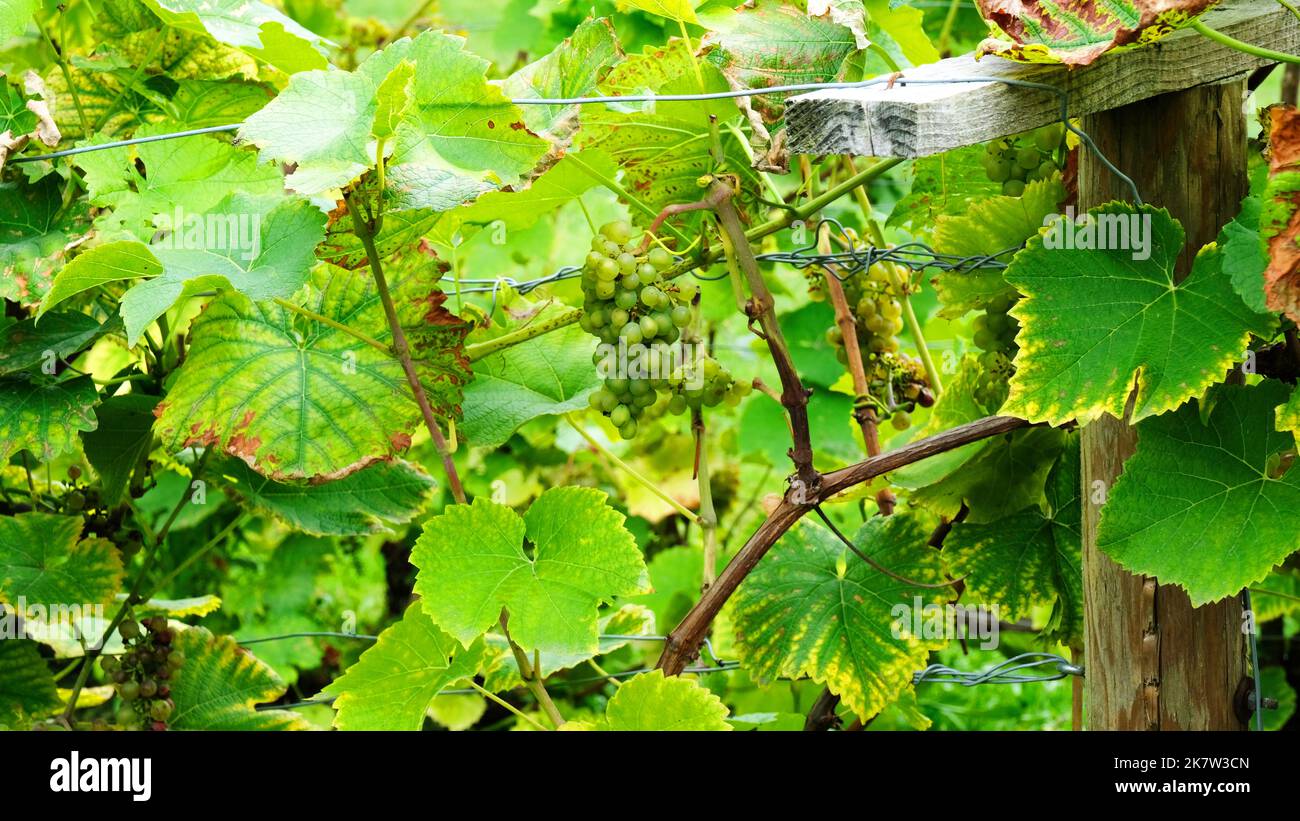 Uva che cresce all'esterno nel giardino all'inglese del lattino - John Gollop Foto Stock