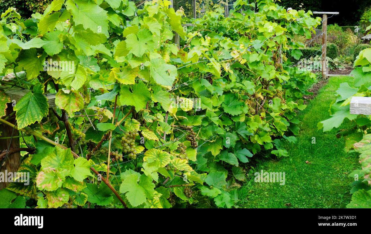 Uva che cresce all'esterno nel giardino all'inglese del lattino - John Gollop Foto Stock