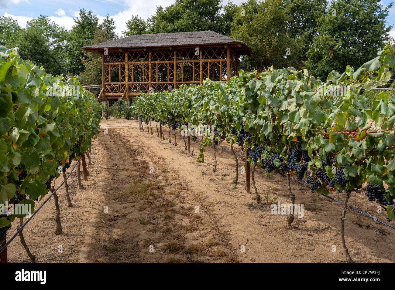 Gazebo di legno presso i vigneti di Casa das Fidalgas, Santar Vila Jardim, Santar, Portogallo, Europa Foto Stock Gazebo di legno presso i vigneti di Casa das Fidalgas, Santar Vila Jardim, Santar, Portogallo, Europa Foto Stock