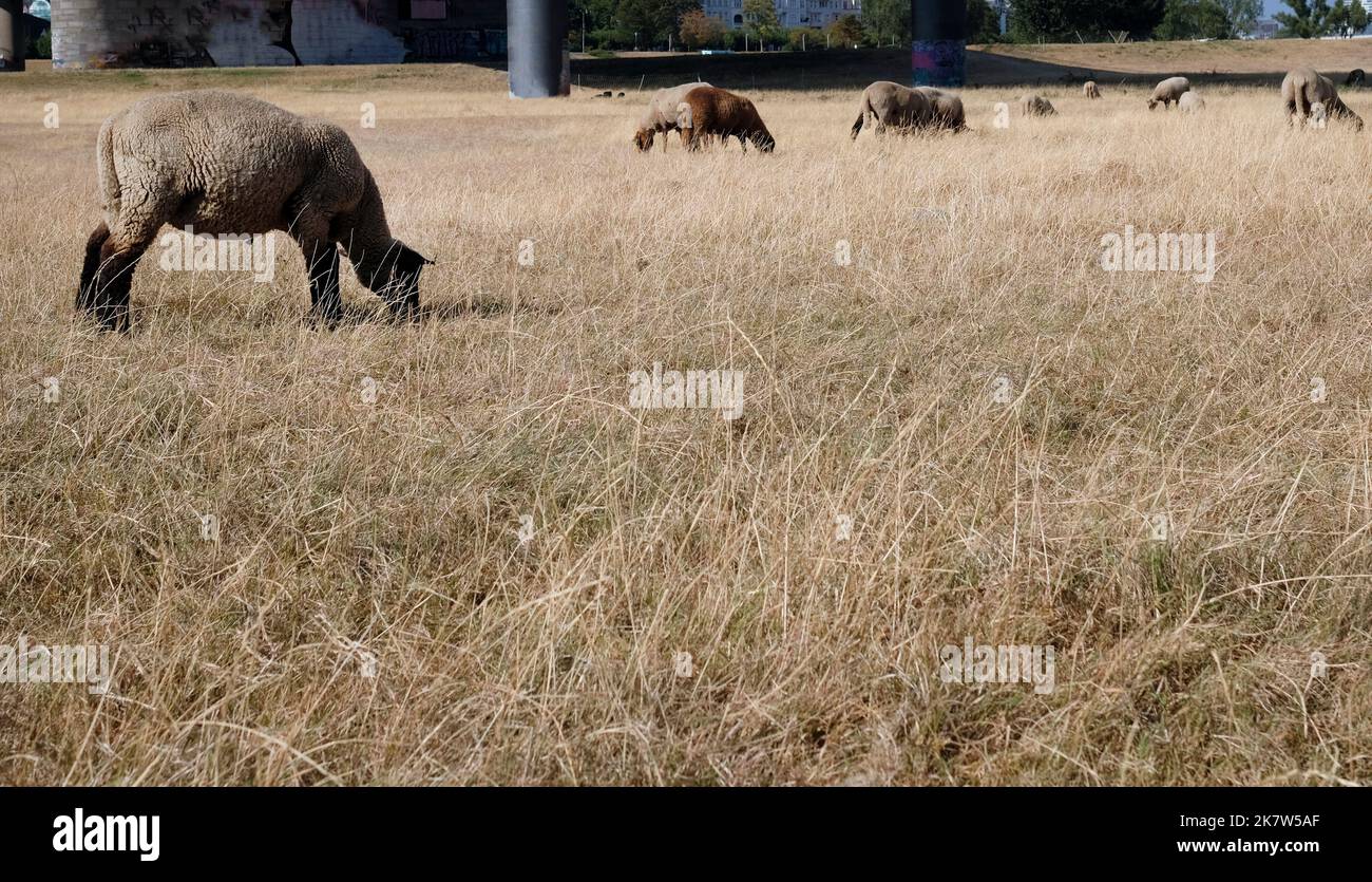 Gregge di pecore che pascolano su un campo asciutto a Düsseldorf, Germania Foto Stock