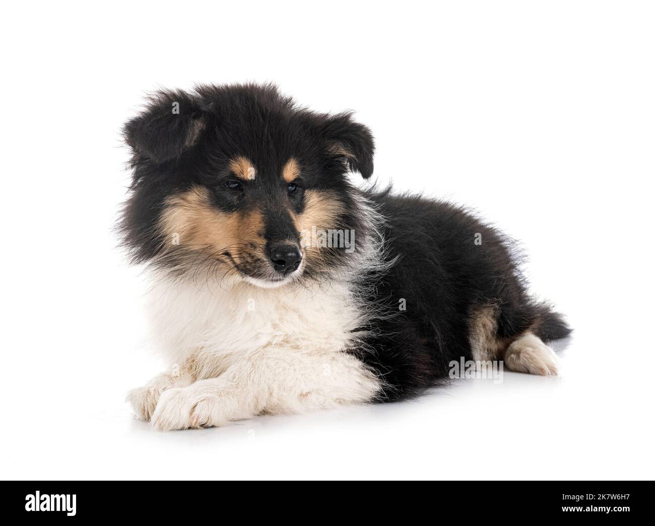 Puppy Rough Collie di fronte a sfondo bianco Foto Stock