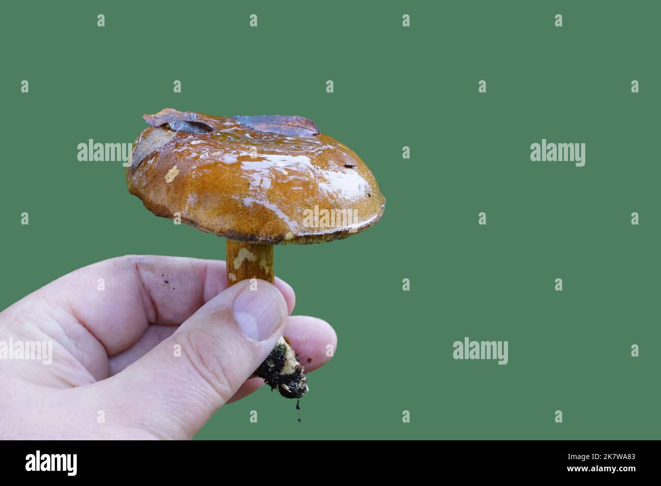 Maronenröhrling präsentieren in mano Foto Stock