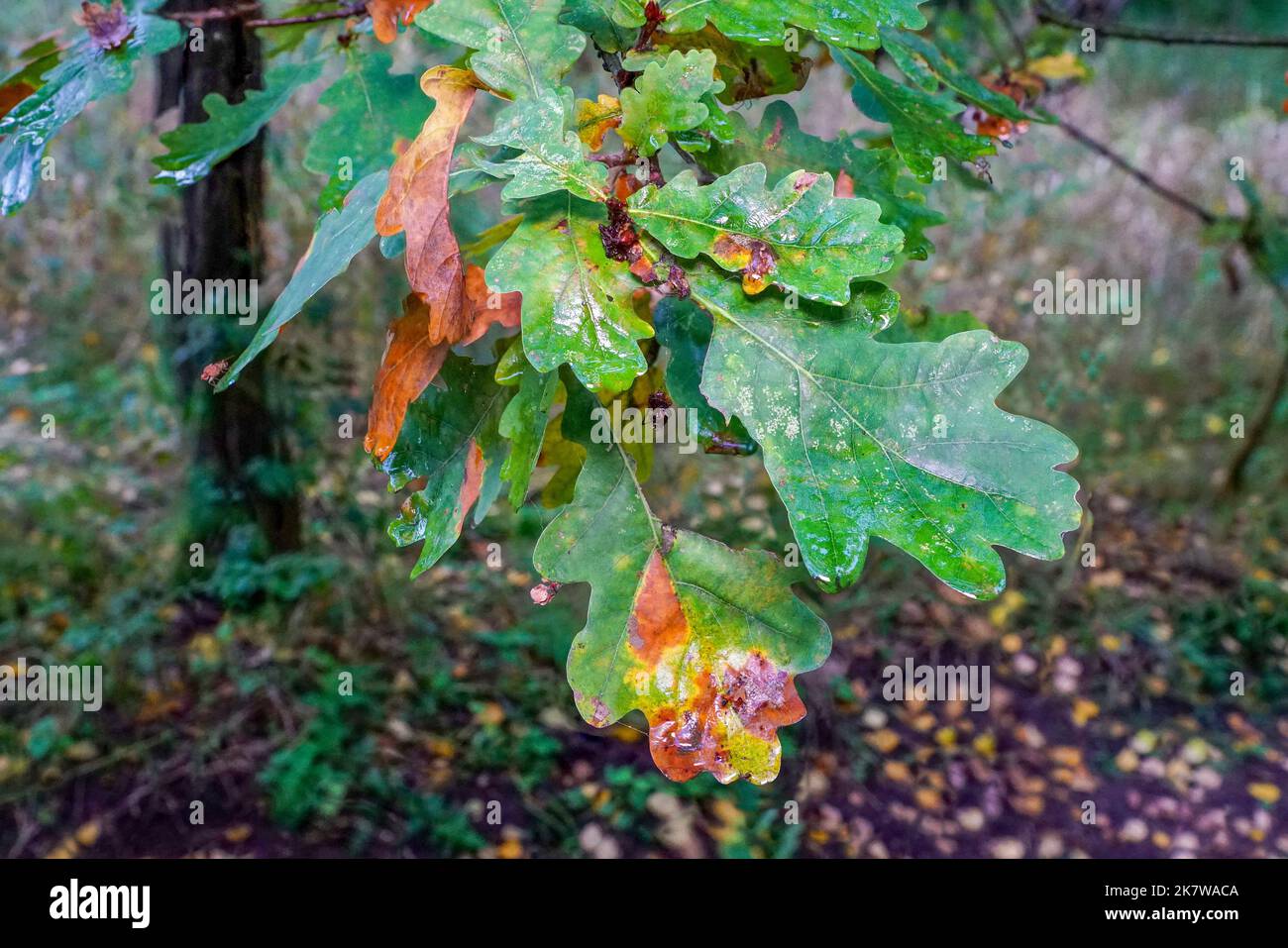 Herbstlich verfärbtes Eichenlaub am Zweig Foto Stock