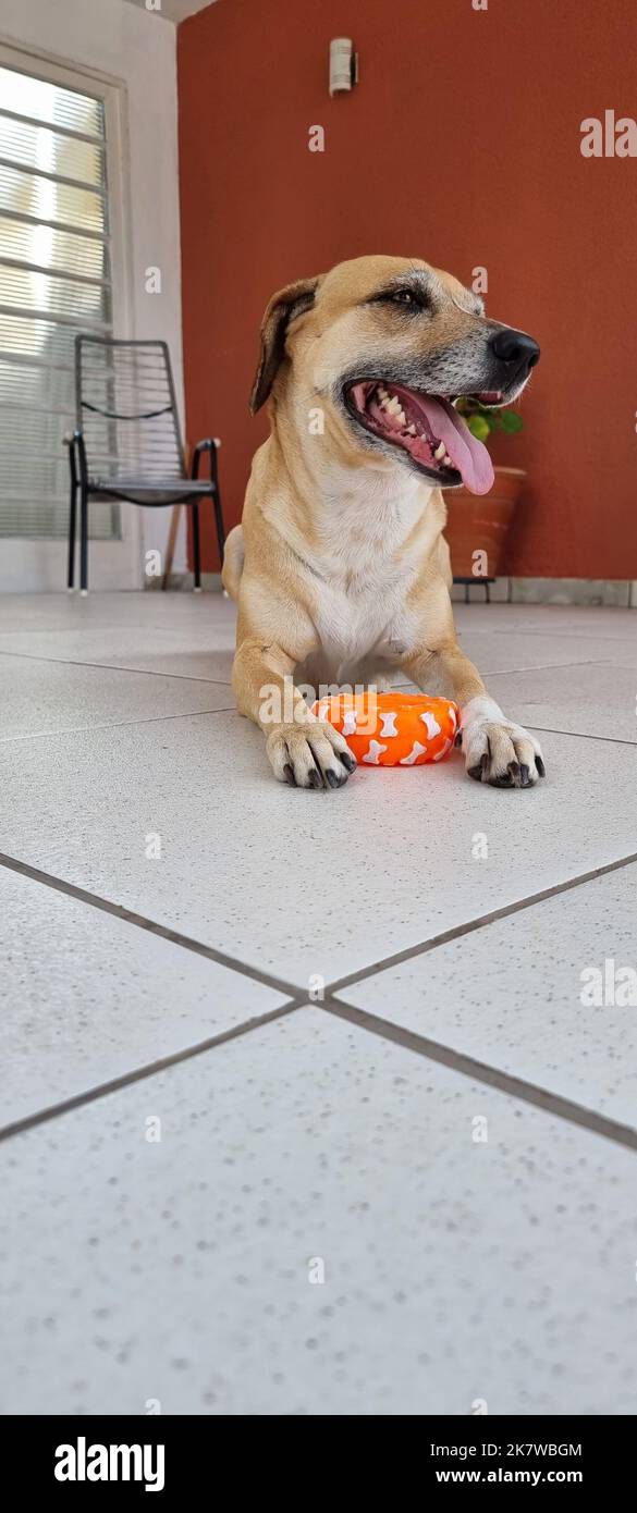 il cane felice sorride con il suo nuovo giocattolo Foto Stock