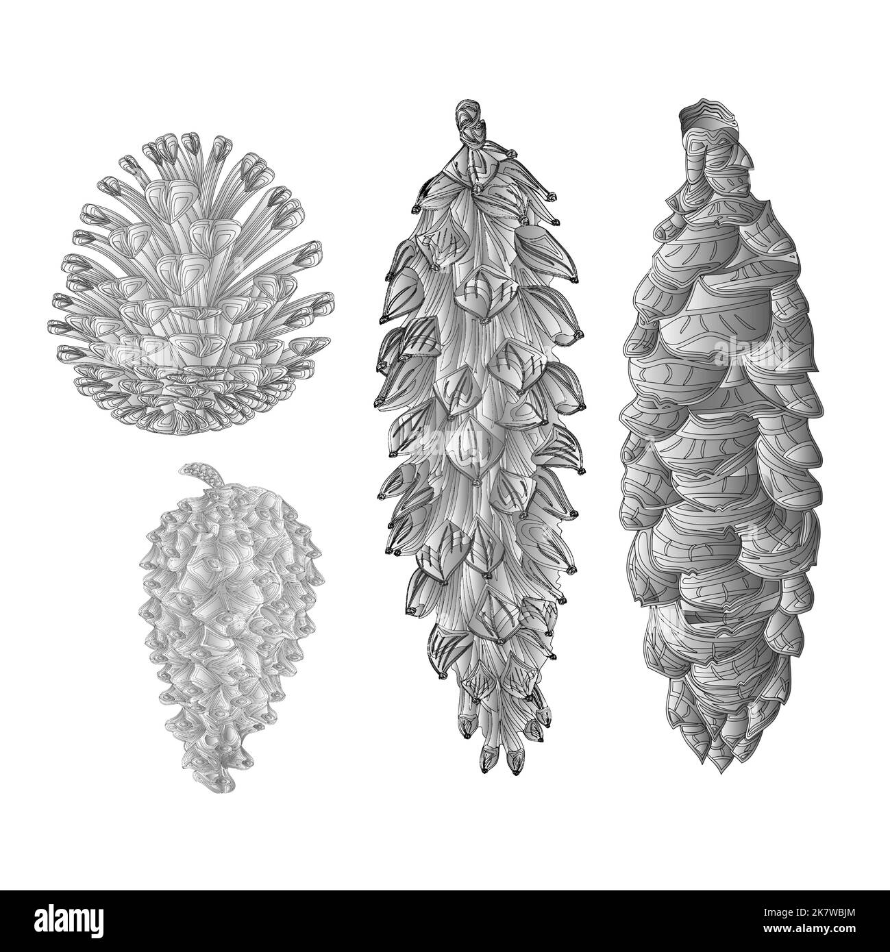 Coni di pino pino e abete rosso come incisione vettore illustrazione Illustrazione Vettoriale