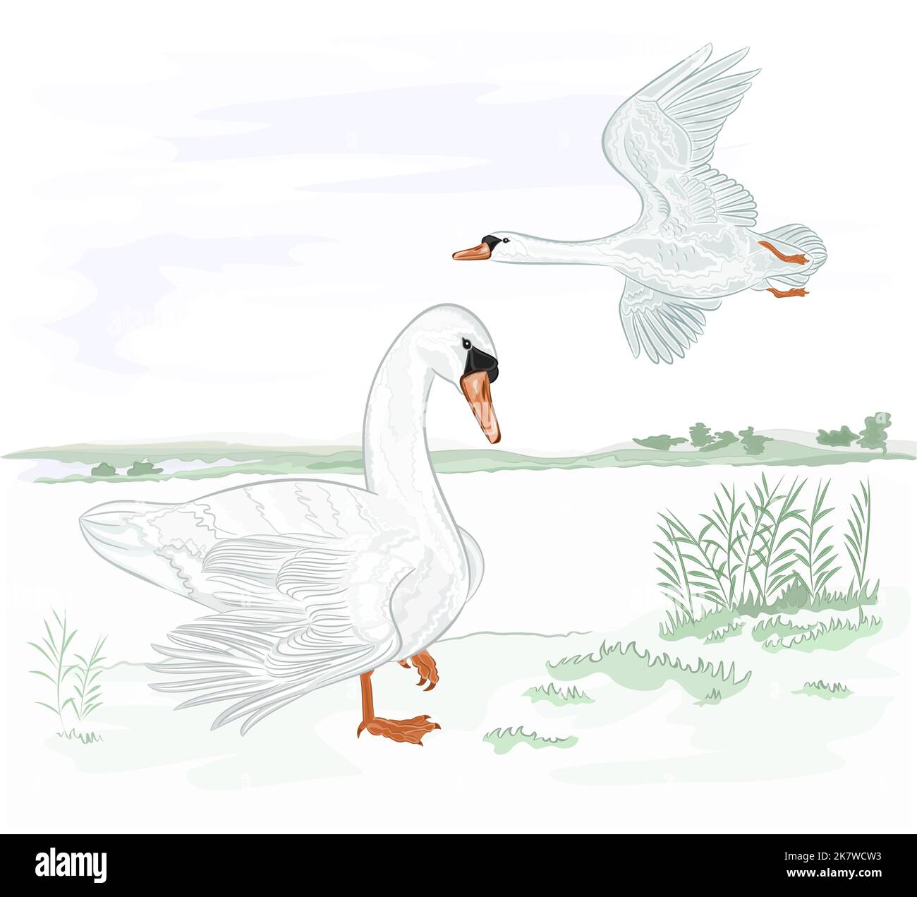 Cigni uccelli acquatici sulla riva del lago vettore illustrazione Illustrazione Vettoriale