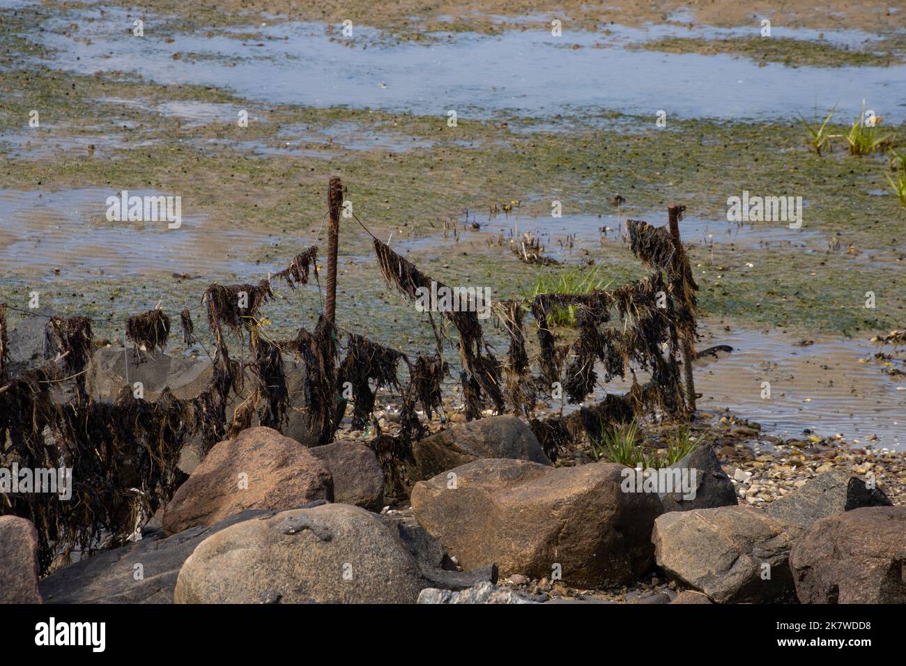 Alghe appese in una recinzione durante la bassa marea Foto Stock